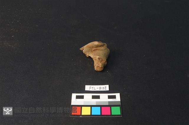 鹿骨藏品圖，第2張