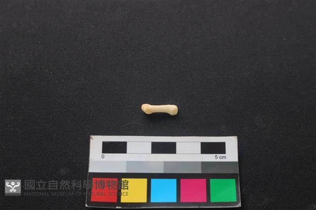 狗骨藏品圖，第2張