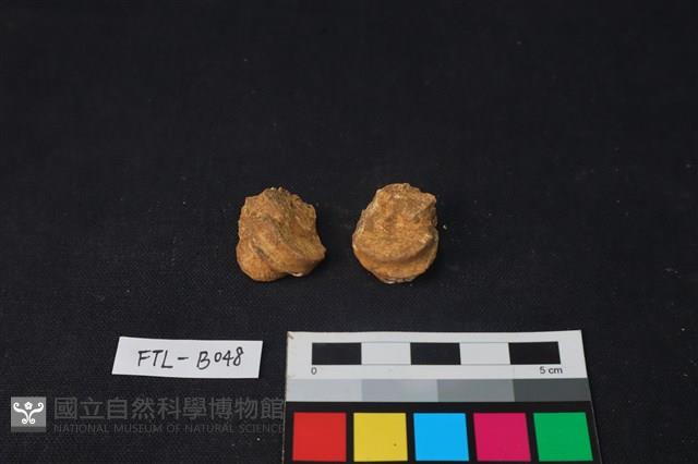 獸骨藏品圖，第2張