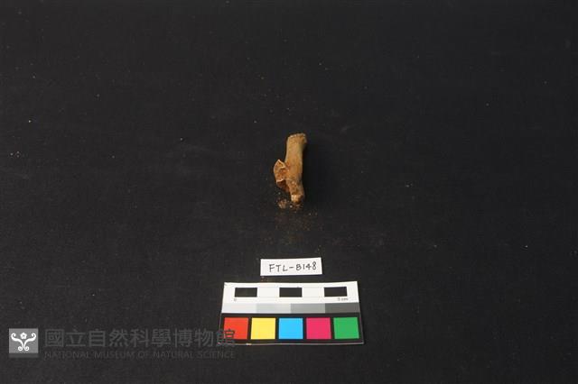 獸骨藏品圖，第2張