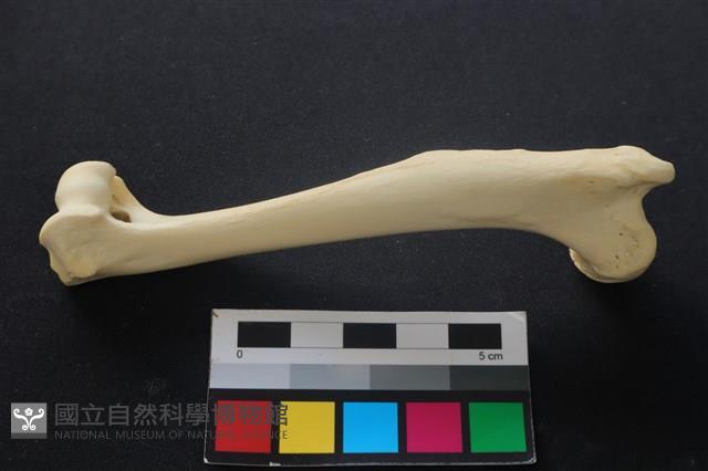 狗骨藏品圖，第2張