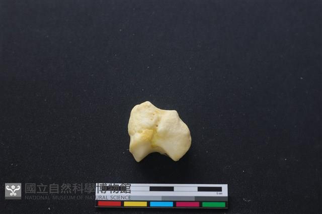 豬骨藏品圖，第2張