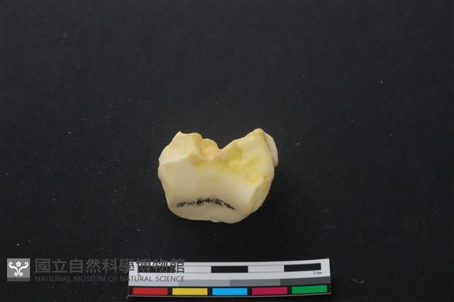 豬骨藏品圖，第2張