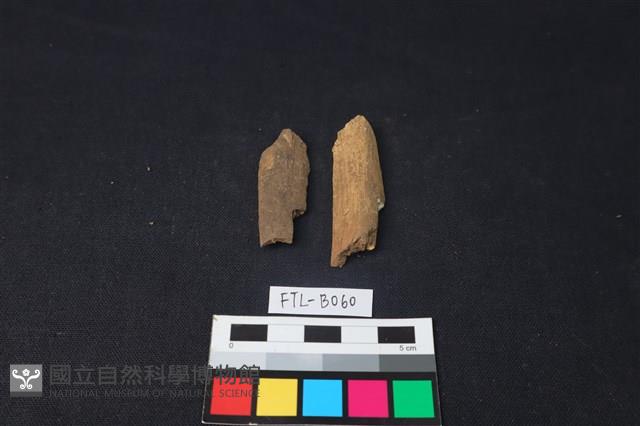 獸骨藏品圖，第2張