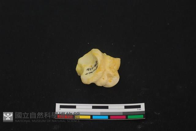 豬骨藏品圖，第2張
