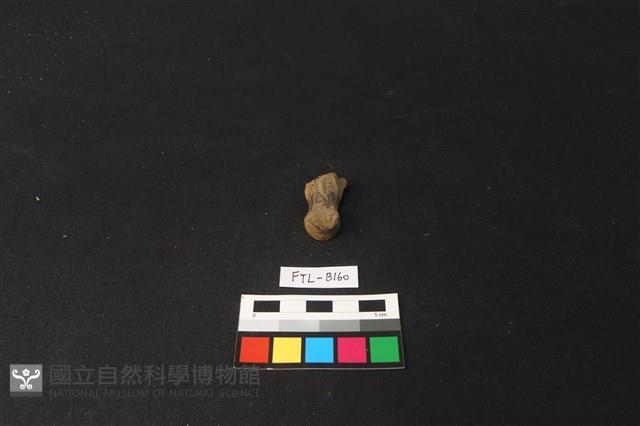 鹿骨藏品圖，第2張