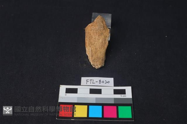 鹿骨藏品圖，第2張