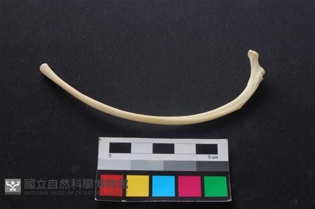 狗骨藏品圖，第2張