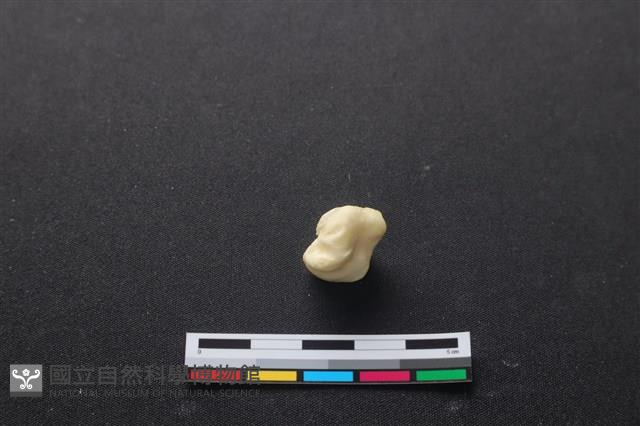 豬骨藏品圖，第2張