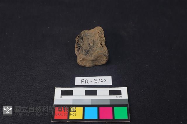 獸骨藏品圖，第2張