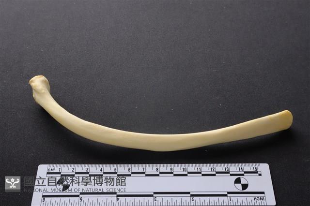 豬骨藏品圖，第2張