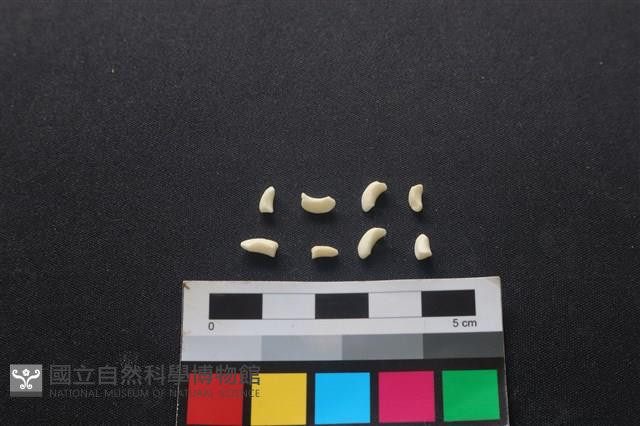 狗骨藏品圖，第2張