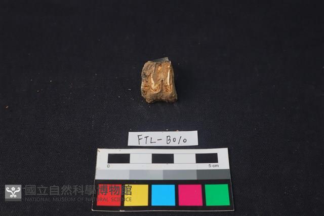 鹿骨藏品圖，第2張