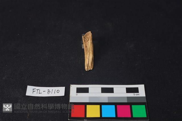 獸骨藏品圖，第2張