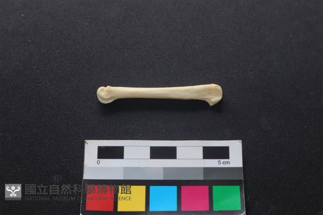 狗骨藏品圖，第2張