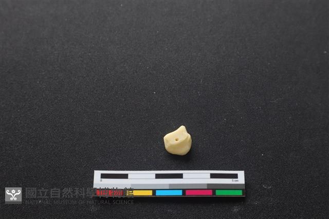 豬骨藏品圖，第2張