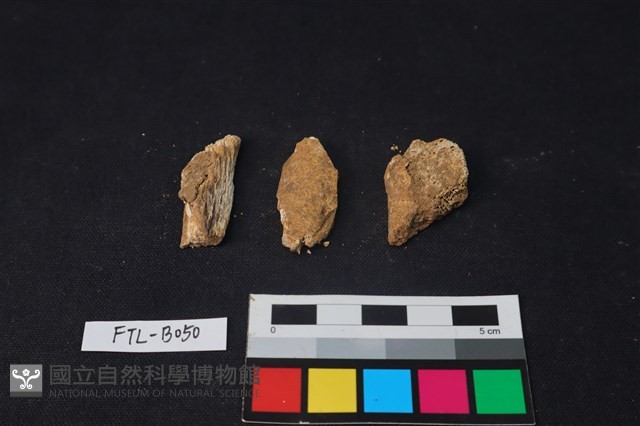 獸骨藏品圖，第2張