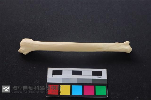 狗骨藏品圖，第2張