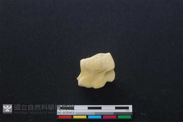 豬骨藏品圖，第2張