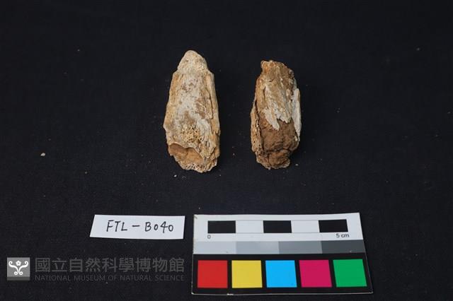 獸骨藏品圖，第2張