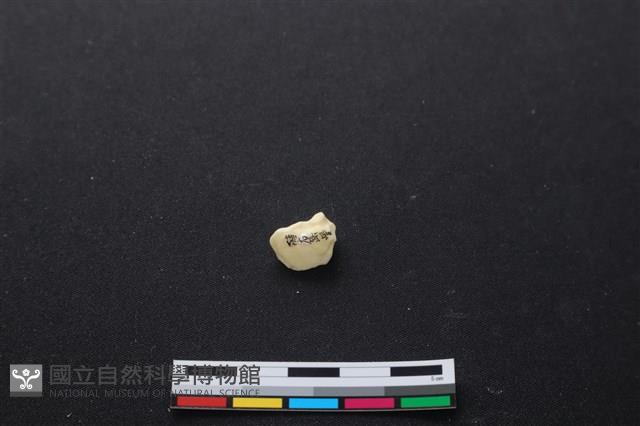 豬骨藏品圖，第2張