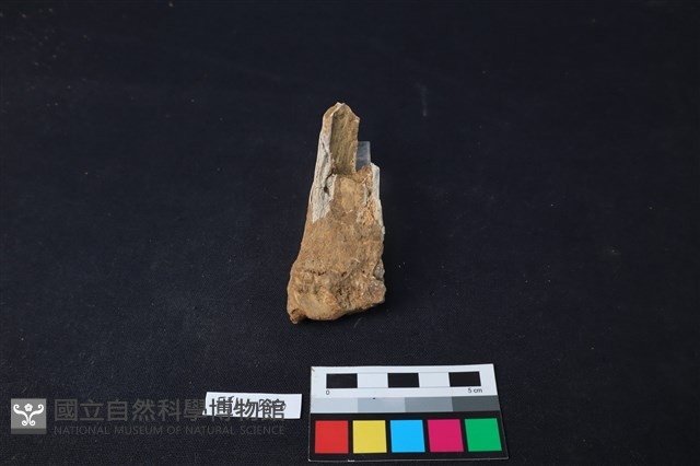 獸骨藏品圖，第2張