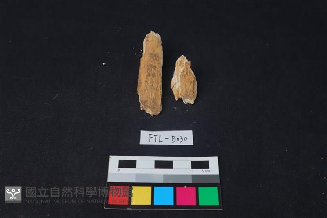 獸骨藏品圖，第2張