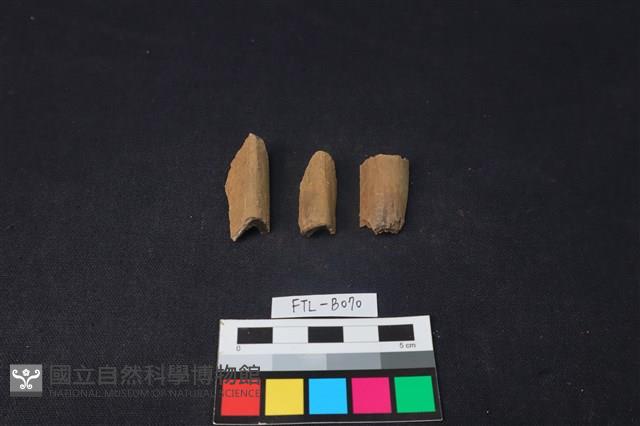 獸骨藏品圖，第2張