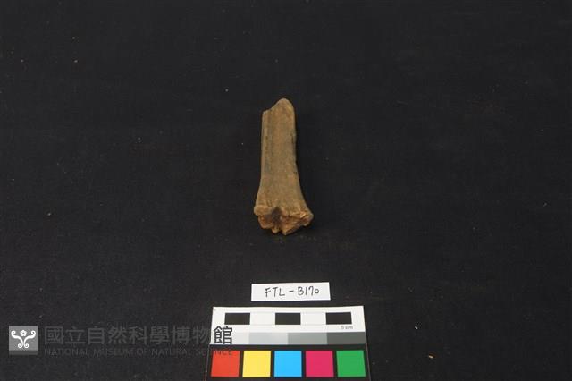 獸骨藏品圖，第2張