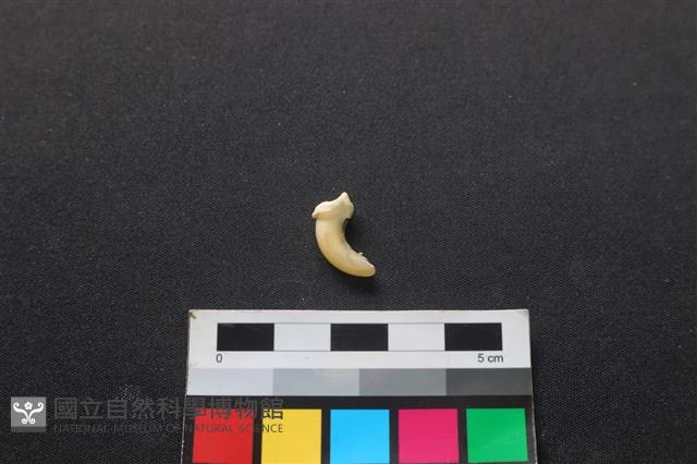 狗骨藏品圖，第2張
