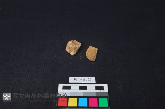 獸骨藏品圖，第2張