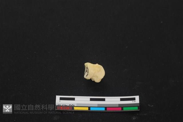 豬骨藏品圖，第2張