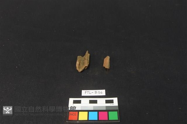 獸骨藏品圖，第2張