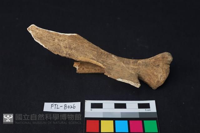 鹿骨藏品圖，第2張