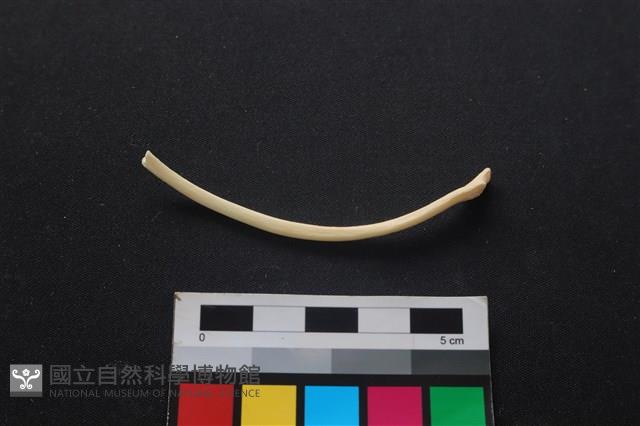 狗骨藏品圖，第2張