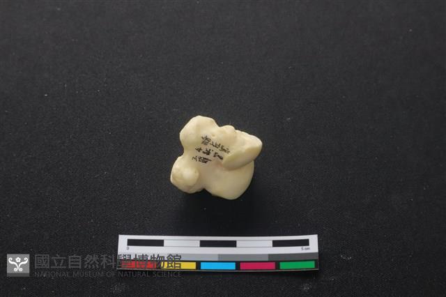 豬骨藏品圖，第2張
