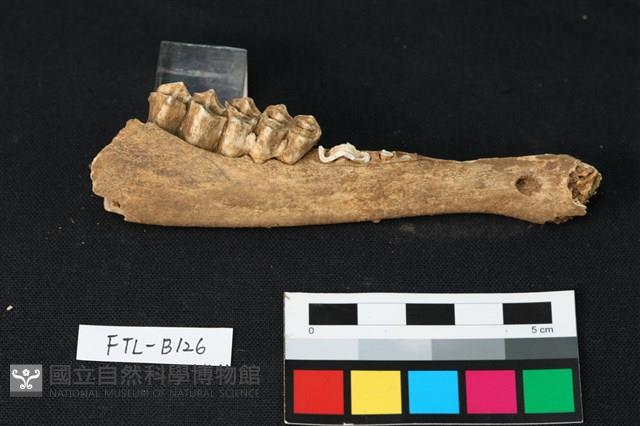 鹿骨藏品圖，第2張