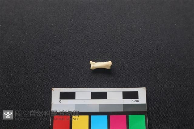 狗骨藏品圖，第2張