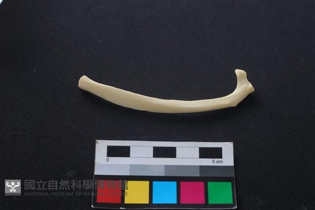 狗骨藏品圖，第2張