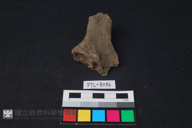 獸骨藏品圖，第2張