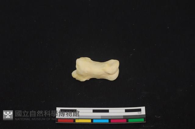 豬骨藏品圖，第2張