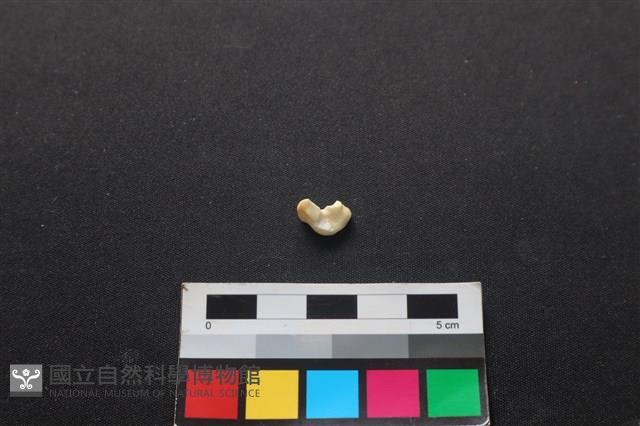 狗骨藏品圖，第2張