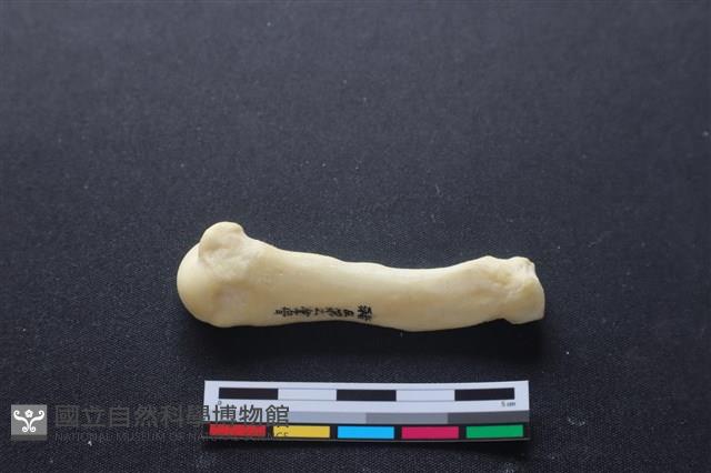 豬骨藏品圖，第2張