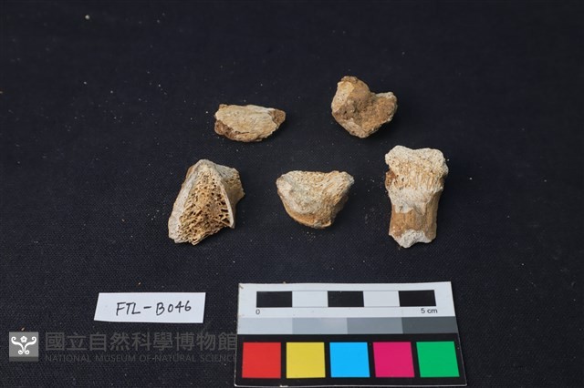 獸骨藏品圖，第2張
