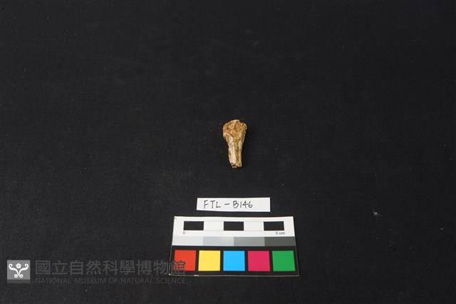 獸骨藏品圖，第2張