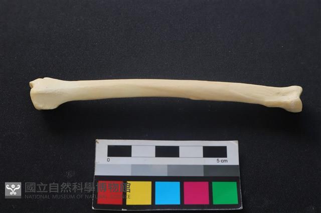 狗骨藏品圖，第2張