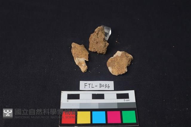 獸骨藏品圖，第2張