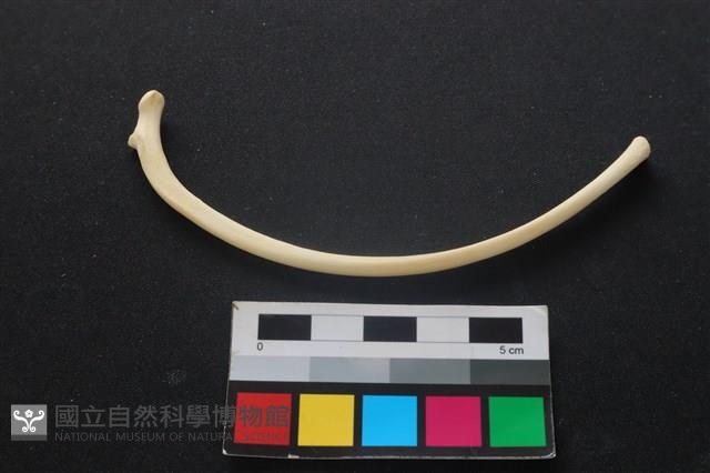 狗骨藏品圖，第2張