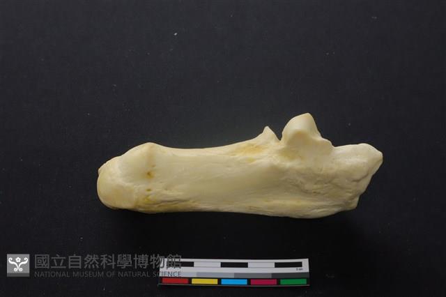 豬骨藏品圖，第2張