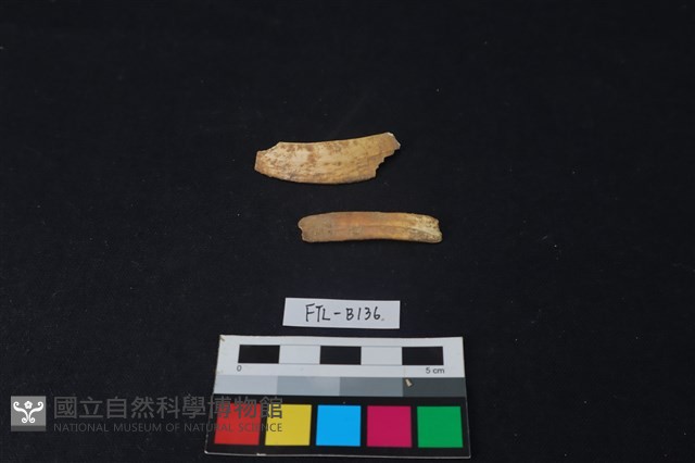 獸骨藏品圖，第2張